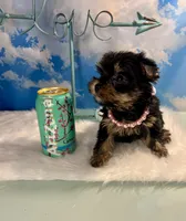 Tiny Teacup Athena , a female Yorkshire Terrier for sale in Selmer, TN – 9 of 10