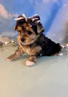 Bailey Female, a female Yorkshire Terrier for sale in Selmer, TN – 7 of 10