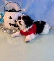 Beau Teacup Yorkie (1/4th Maltese), a male Maltese and Yorkshire Terrier for sale in Selmer, TN – 5 of 10