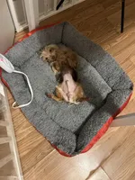 3lb Willie Wonka, a male Yorkshire Terrier for sale in Selmer, TN – Photo 10 of 10