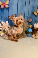 3lb Willie Wonka, a male Yorkshire Terrier for sale in Selmer, TN – Photo 1 of 10