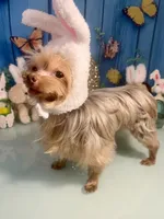 3lb Willie Wonka, a male Yorkshire Terrier for sale in Selmer, TN – Photo 7 of 10