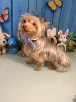 3lb Willie Wonka, a male Yorkshire Terrier for sale in Selmer, TN – Photo 9 of 10