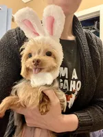 3lb Willie Wonka, a male Yorkshire Terrier for sale in Selmer, TN – Photo 6 of 10