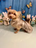 3lb Willie Wonka, a male Yorkshire Terrier for sale in Selmer, TN – Photo 4 of 10