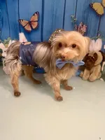 3lb Willie Wonka, a male Yorkshire Terrier for sale in Selmer, TN – Photo 5 of 10