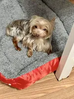 3lb Willie Wonka, a male Yorkshire Terrier for sale in Selmer, TN – Photo 3 of 10