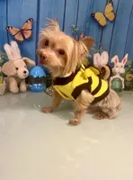 3lb Willie Wonka, a male Yorkshire Terrier for sale in Selmer, TN – Photo 2 of 10