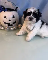 Brody Teacup Yorkie (1/4th Maltese) , a male Maltese and Yorkshire Terrier for sale in Selmer, TN – 7 of 10