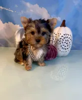 Milo- Teacup Chocolate Merle Male, a male Yorkshire Terrier for sale in Selmer, TN – 7 of 8