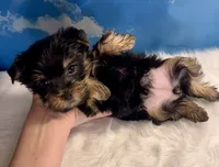 Tiny Teacup Athena , a female Yorkshire Terrier for sale in Selmer, TN – 8 of 10