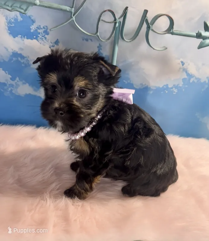Teacup Kallisto – Yorkshire Terrier puppy for sale in Selmer, TN