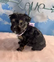 Teacup Kallisto, a female Yorkshire Terrier for sale in Selmer, TN – 1 of 8