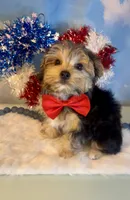 Teacup Winston, a male Yorkshire Terrier for sale in Selmer, TN – 6 of 10
