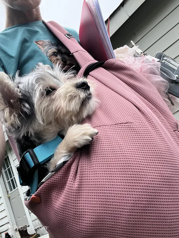 Champion Bloodline Blossom – Yorkshire Terrier puppy for sale in Selmer, TN