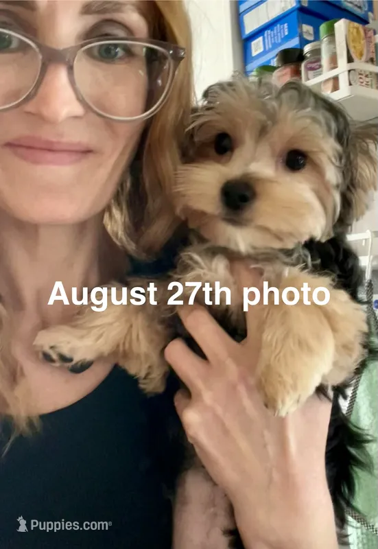 Teacup Zeus  – Yorkshire Terrier puppy for sale in Selmer, TN