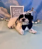 Brody Teacup Yorkie (1/4th Maltese) , a male Maltese and Yorkshire Terrier for sale in Selmer, TN – 3 of 10