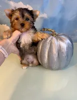 Milo- Teacup Chocolate Merle Male, a male Yorkshire Terrier for sale in Selmer, TN – 5 of 8