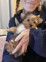 Mavis-Teacup Chocolate Merle Female , a female Yorkshire Terrier for sale in Selmer, TN – 7 of 9