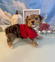 Fancy- Female Chocolate Merle , a male Yorkshire Terrier for sale in Selmer, TN – 2 of 10
