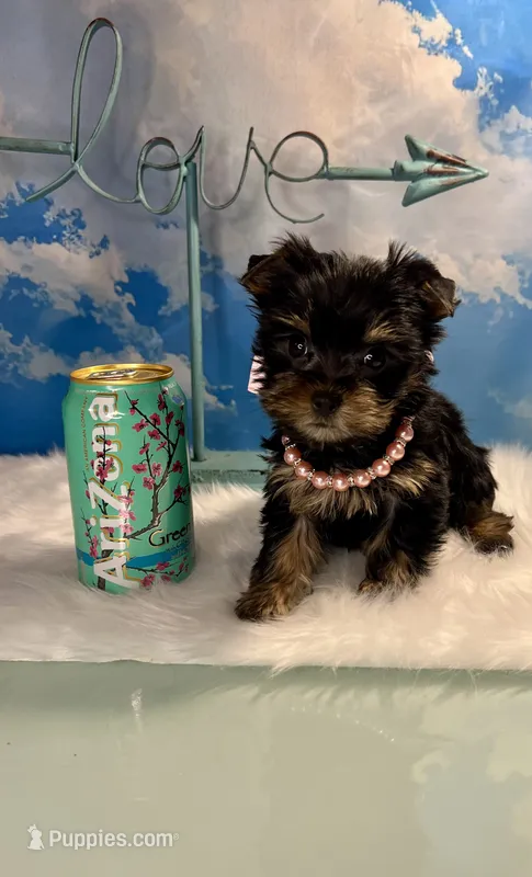 Tiny Teacup Athena  – Yorkshire Terrier puppy for sale in Selmer, TN