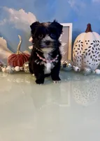Fergie KB Black Female  , a female Yorkshire Terrier for sale in Selmer, TN – 1 of 10