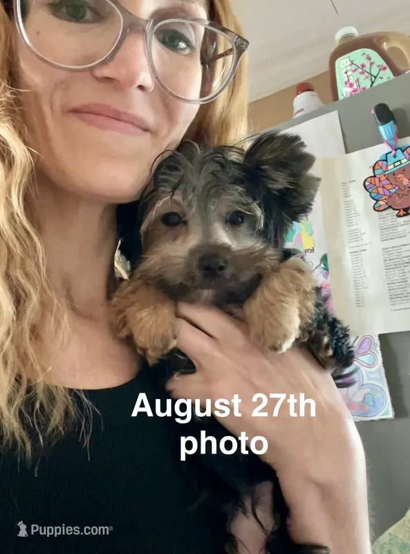 Teacup Kallisto – Yorkshire Terrier puppy for sale in Selmer, TN