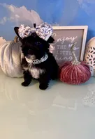 Bitty- Teacup KB Black Female, a female Yorkshire Terrier for sale in Selmer, TN – 4 of 9