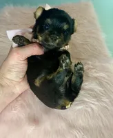 Tiny Teacup Athena , a female Yorkshire Terrier for sale in Selmer, TN – 2 of 9