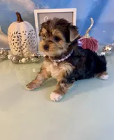 Bailey Female, a female Yorkshire Terrier for sale in Selmer, TN – 2 of 10