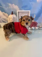 Fancy- Female Chocolate Merle , a male Yorkshire Terrier for sale in Selmer, TN – 4 of 10