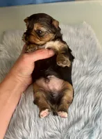 Teacup Zeus , a male Yorkshire Terrier for sale in Selmer, TN – 3 of 10