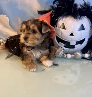 Bailey Female, a female Yorkshire Terrier for sale in Selmer, TN – 5 of 10