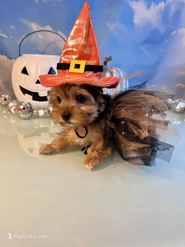 Mavis-Teacup Chocolate Merle Female  – Yorkshire Terrier puppy for sale in Selmer, TN