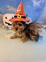 Mavis-Teacup Chocolate Merle Female , a female Yorkshire Terrier for sale in Selmer, TN – 1 of 9