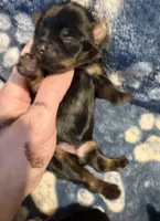 Tiny Teacup Athena , a female Yorkshire Terrier for sale in Selmer, TN – 7 of 9