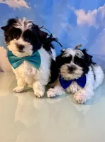 Beau Teacup Yorkie (1/4th Maltese), a male Maltese and Yorkshire Terrier for sale in Selmer, TN – 6 of 10
