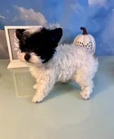 Zenna- Parti Teacup Female, a female Maltese and Yorkshire Terrier for sale in Selmer, TN – 5 of 8
