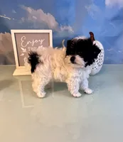 Zenna- Parti Teacup Female, a female Maltese and Yorkshire Terrier for sale in Selmer, TN – 2 of 8