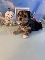 Bailey Female, a female Yorkshire Terrier for sale in Selmer, TN – 9 of 10