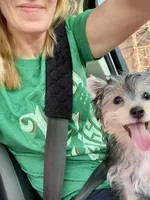 Champion Bloodline Blossom, a female Yorkshire Terrier for sale in Selmer, TN – 2 of 10
