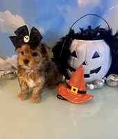 Fancy- Female Chocolate Merle , a male Yorkshire Terrier for sale in Selmer, TN – 6 of 10