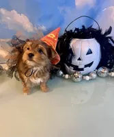Fancy- Female Chocolate Merle , a male Yorkshire Terrier for sale in Selmer, TN – 7 of 10