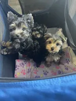 Teacup Winston, a male Yorkshire Terrier for sale in Selmer, TN – 8 of 10