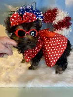 Teacup Kallisto, a female Yorkshire Terrier for sale in Selmer, TN – 4 of 10