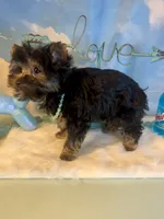 Teacup Kallisto, a female Yorkshire Terrier for sale in Selmer, TN – 3 of 10