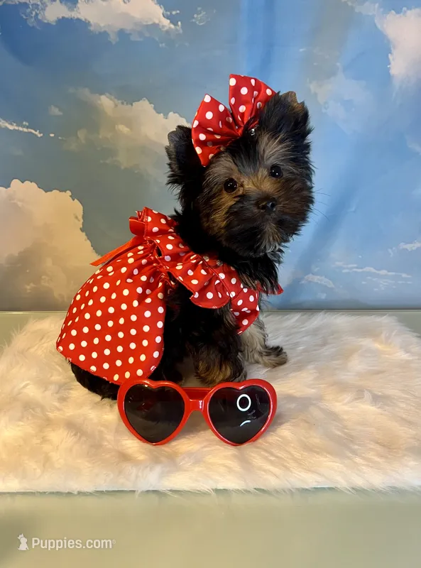 Teacup Kallisto – Yorkshire Terrier puppy for sale in Selmer, TN