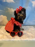 Teacup Kallisto, a female Yorkshire Terrier for sale in Selmer, TN – 1 of 10