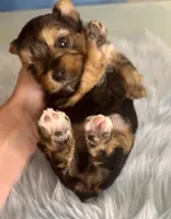 Teacup Zeus , a male Yorkshire Terrier for sale in Selmer, TN – 2 of 10