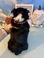 Fergie KB Black Female  , a female Yorkshire Terrier for sale in Selmer, TN – 4 of 10